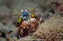 peacock mantis shrimp by Thomas Bannenberg 